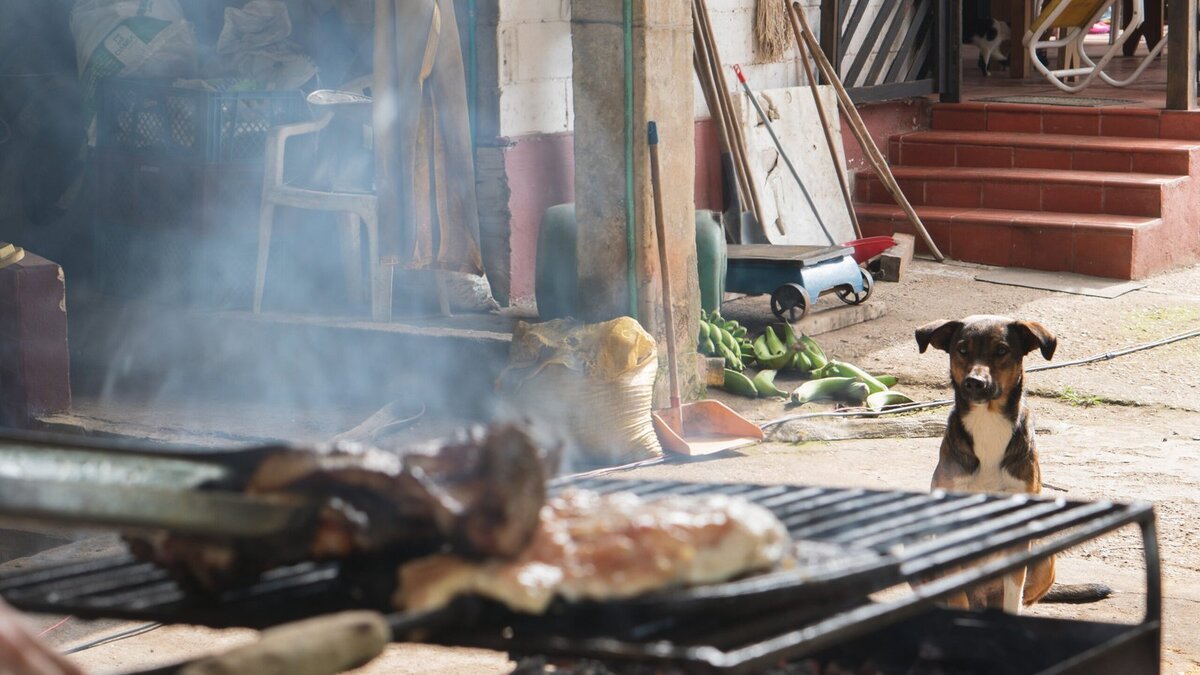 You are currently viewing Can BBQ Meat Harm Your Dog? Risks and Safe Feeding Tips