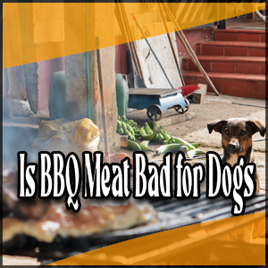 Are dogs affected by BBQ meat consumption?