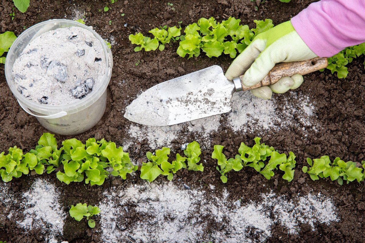 You are currently viewing Using BBQ Ash in Gardens: Benefits, Risks, and Best Practices